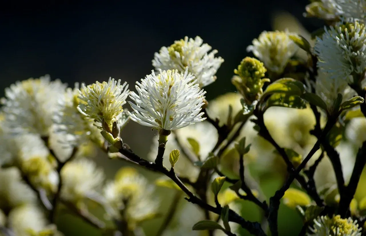 Fothergilla (Fothergilla spp.) (Image Credits: Pixabay)