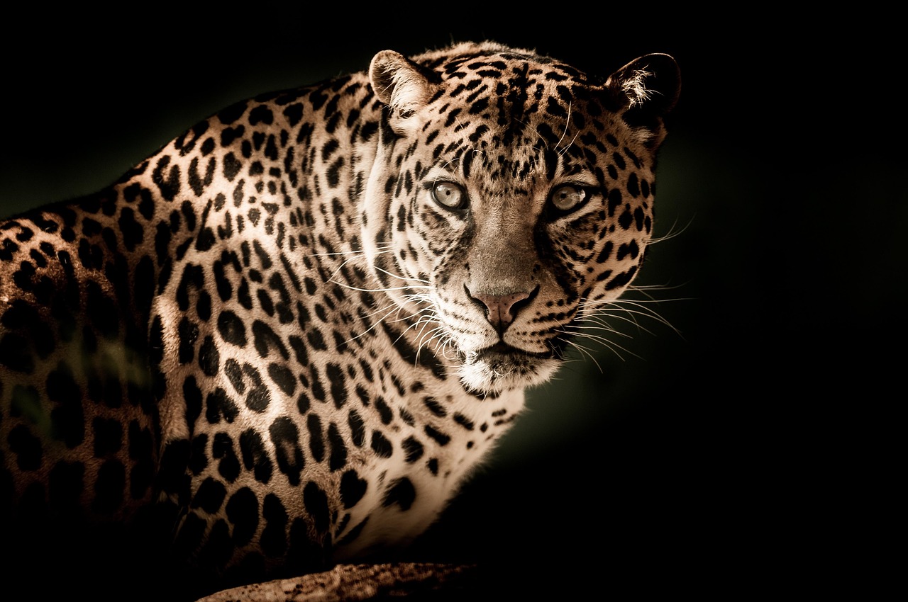 Why Leopards Interpret Staring as Aggression (Image Credits: Pixabay)