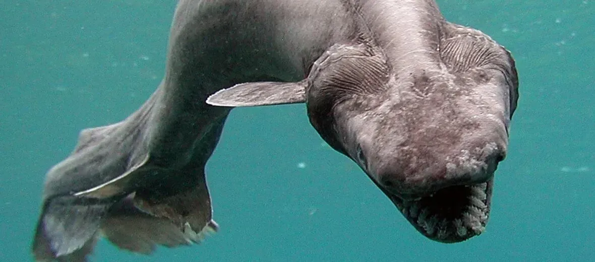 The Frilled Shark: A Living Fossil With 300 Teeth (Image Credits: Source: https://critter.science/wp-content/)