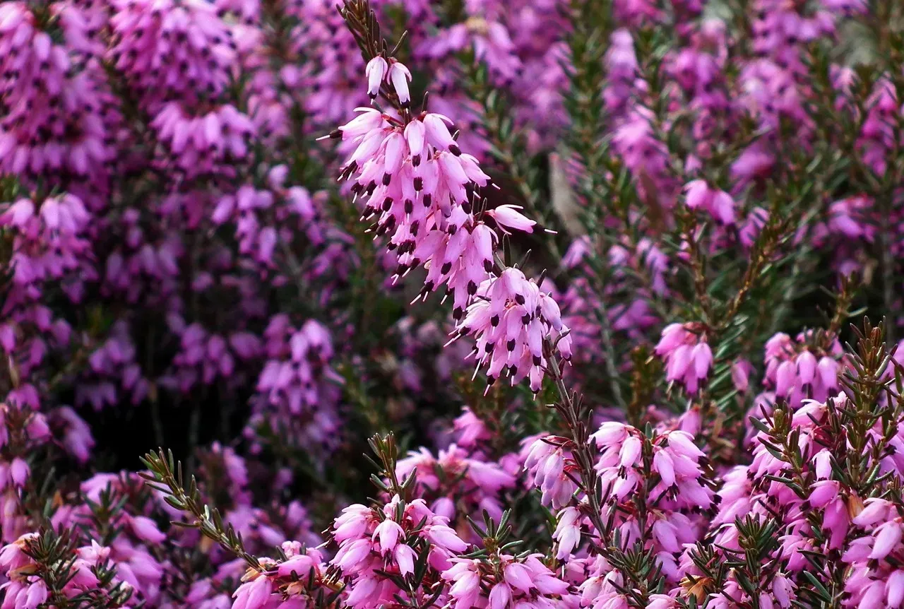 Winter Heath: Tiny Blooms, Massive Impact (Image Credits: Pixabay)