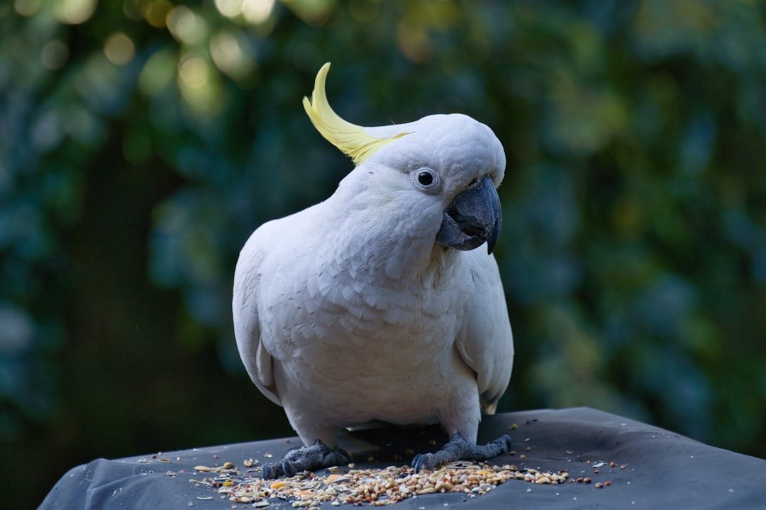 Goffin's Cockatoo (Image Credits: Unsplash)