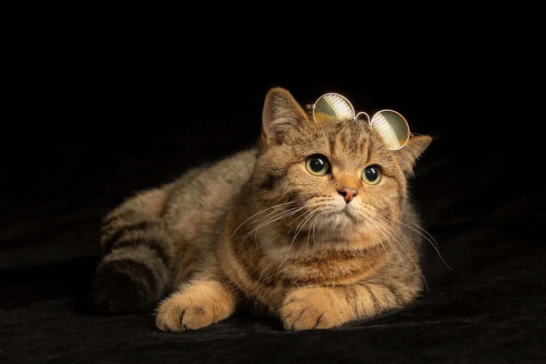 #14 - American Curl: Ears Stay Quirky, Personality Gets Softer (Softer With Age) (Image Credits: Unsplash)