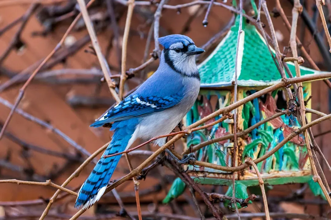 Blue Jay (Image Credits: Unsplash)