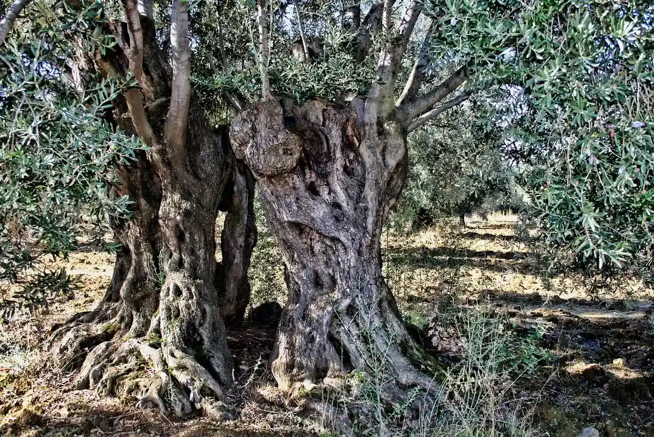 11. The Oldest Olive Tree Still Actually Produces Olives (Image Credits: Pixabay)