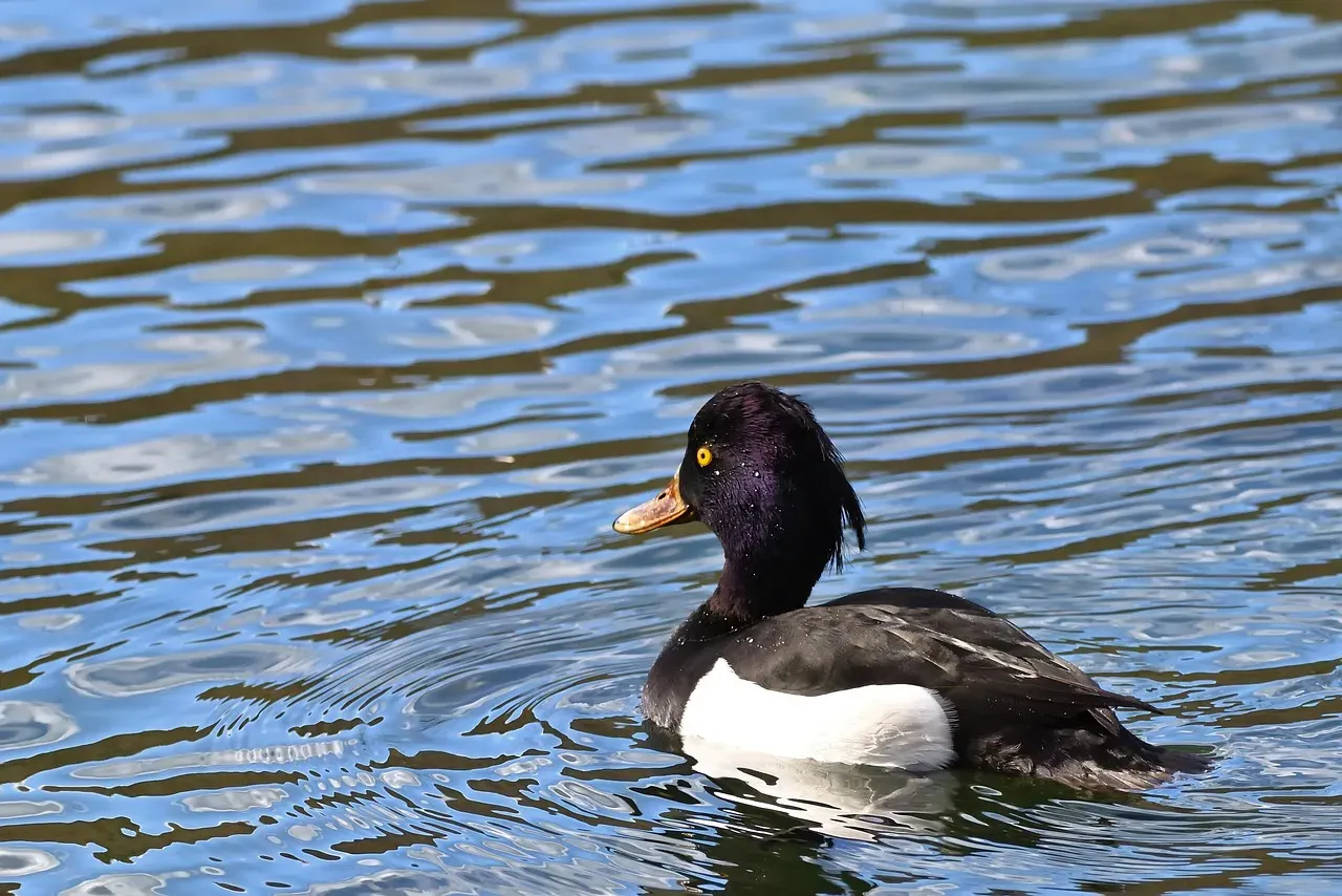 7. The Tufted Duck: A Diving Duck Far From Home (Image Credits: Pixabay)