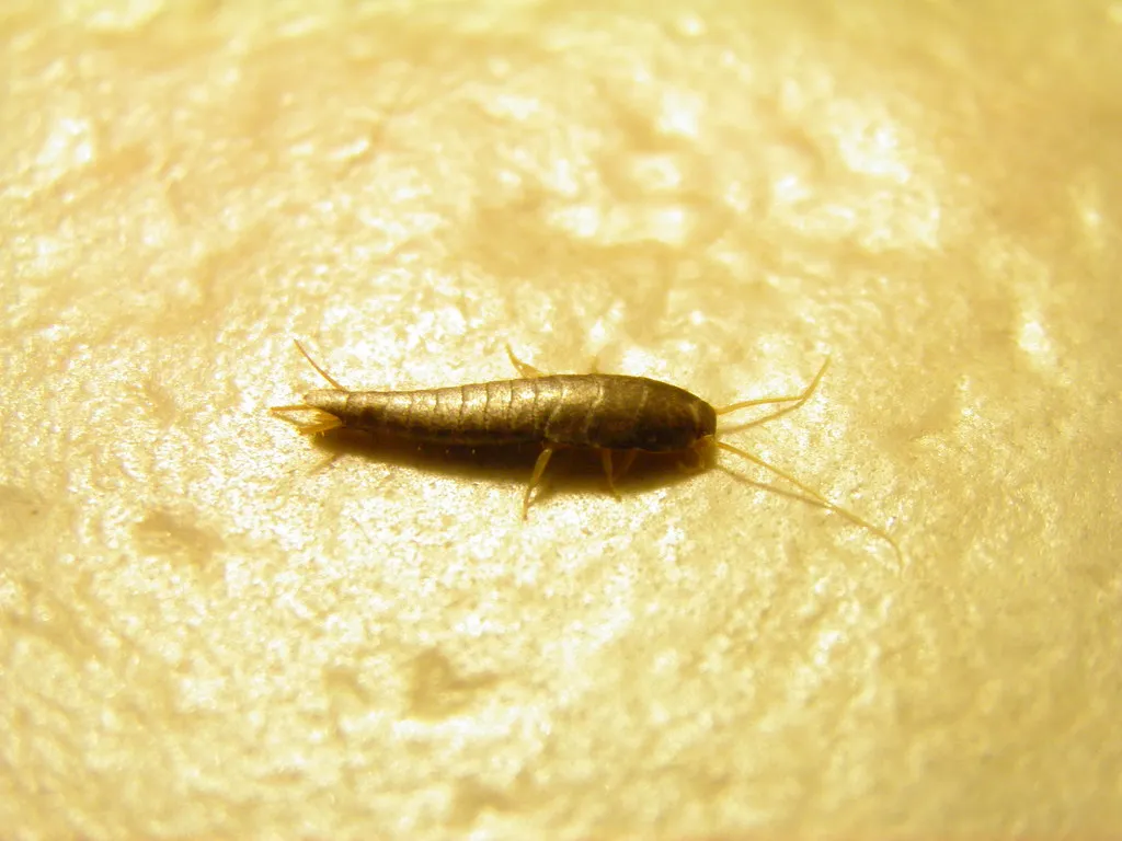 Conclusion: Silverfish Are A Symptom, Not Just A Nuisance (rawdonfox, Flickr, CC BY 2.0)