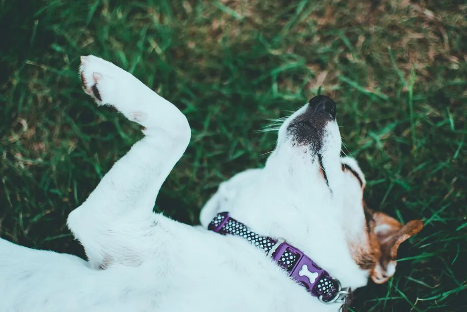 #16 - They Relax in "Ugly" Positions Only With You (Image Credits: Pexels)