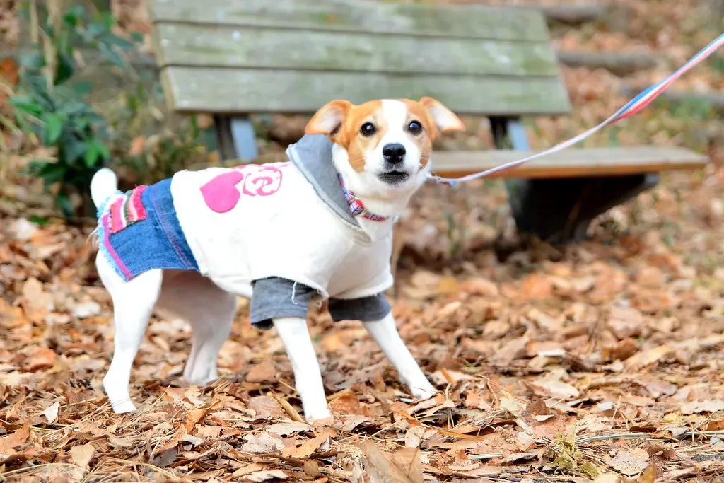19. Jack Russell Terrier: Feisty, Fearless, and Relentless (Dakiny, Flickr, CC BY 2.0)