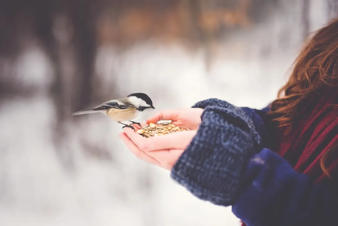 #5 - Approaching You the Instant You Refill Feeders or Water (Image Credits: Unsplash)