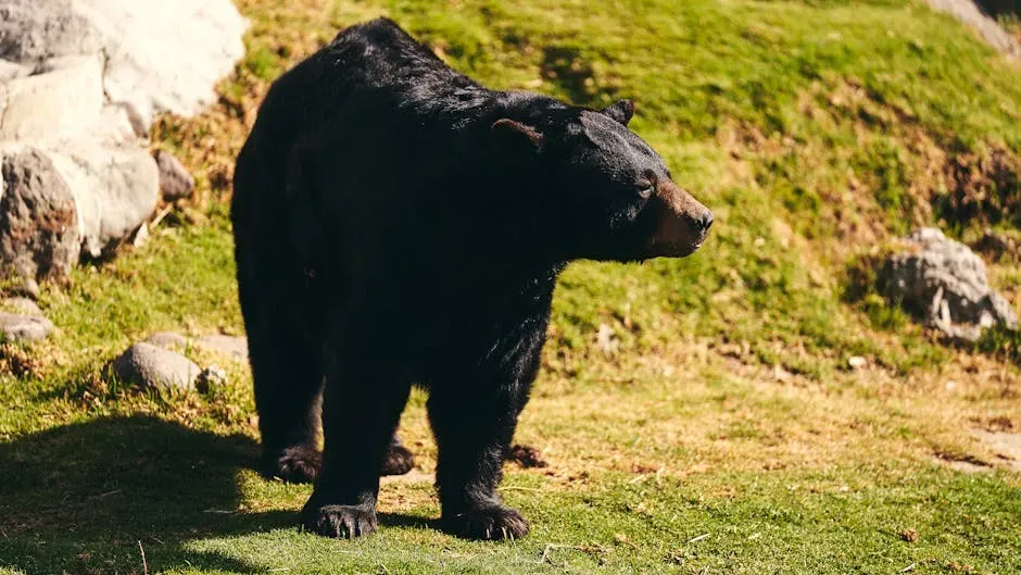The Bear as Healer and Medicine Animal (Image Credits: Pexels)