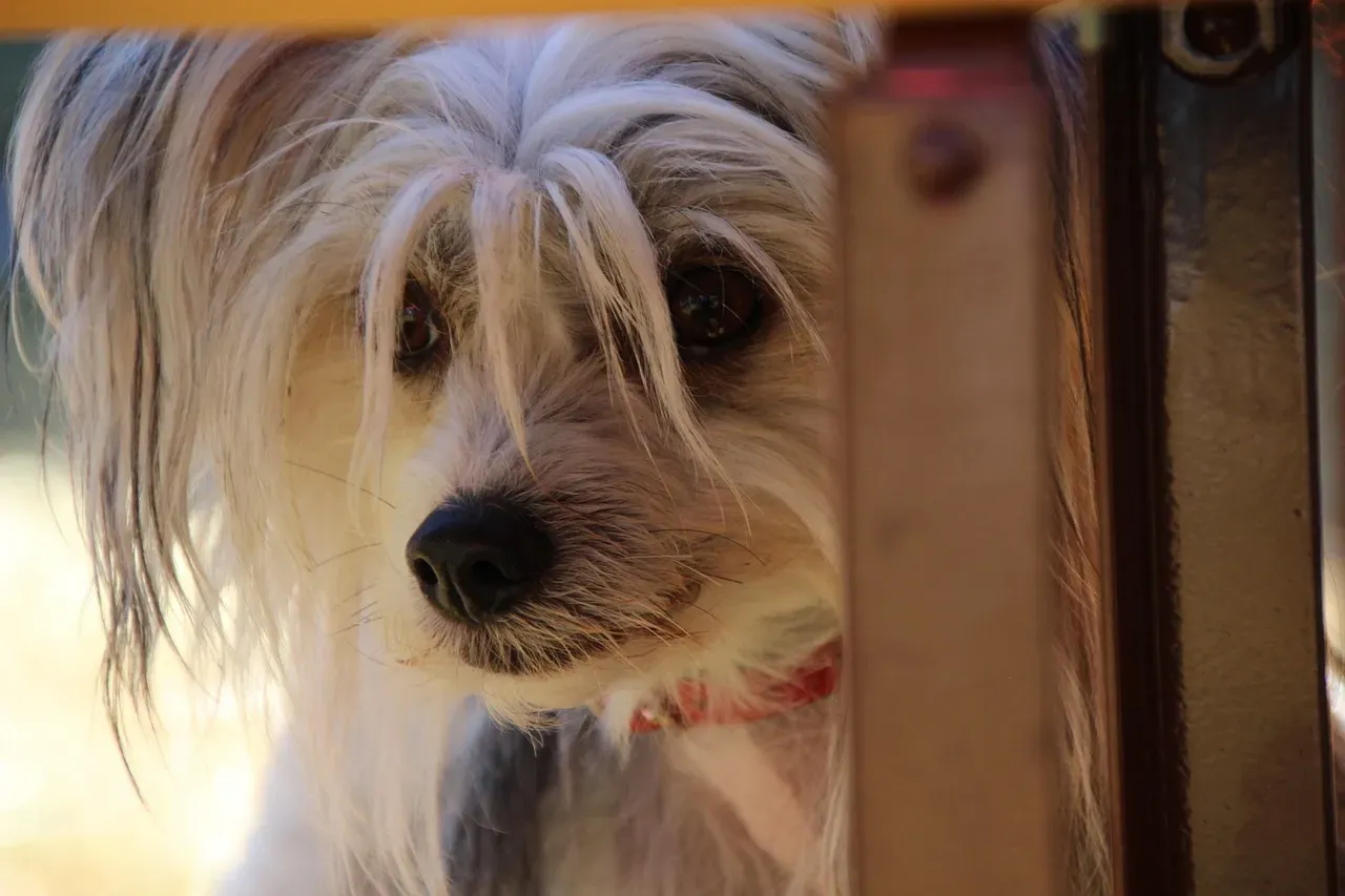 1. Skipping Early Socialization Shapes a Fearful Dog for Life (Image Credits: Pixabay)