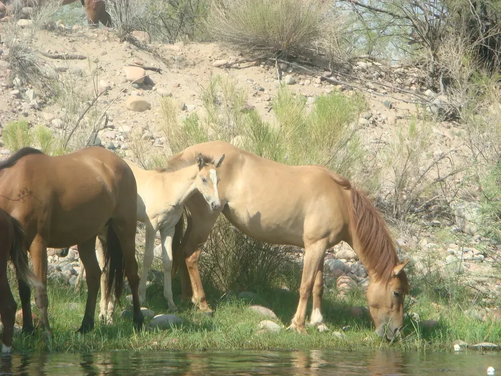 Arizona: Desert Survivors and the Famous Salt River Horses (Rick.Grybos, Flickr, CC BY-SA 2.0)