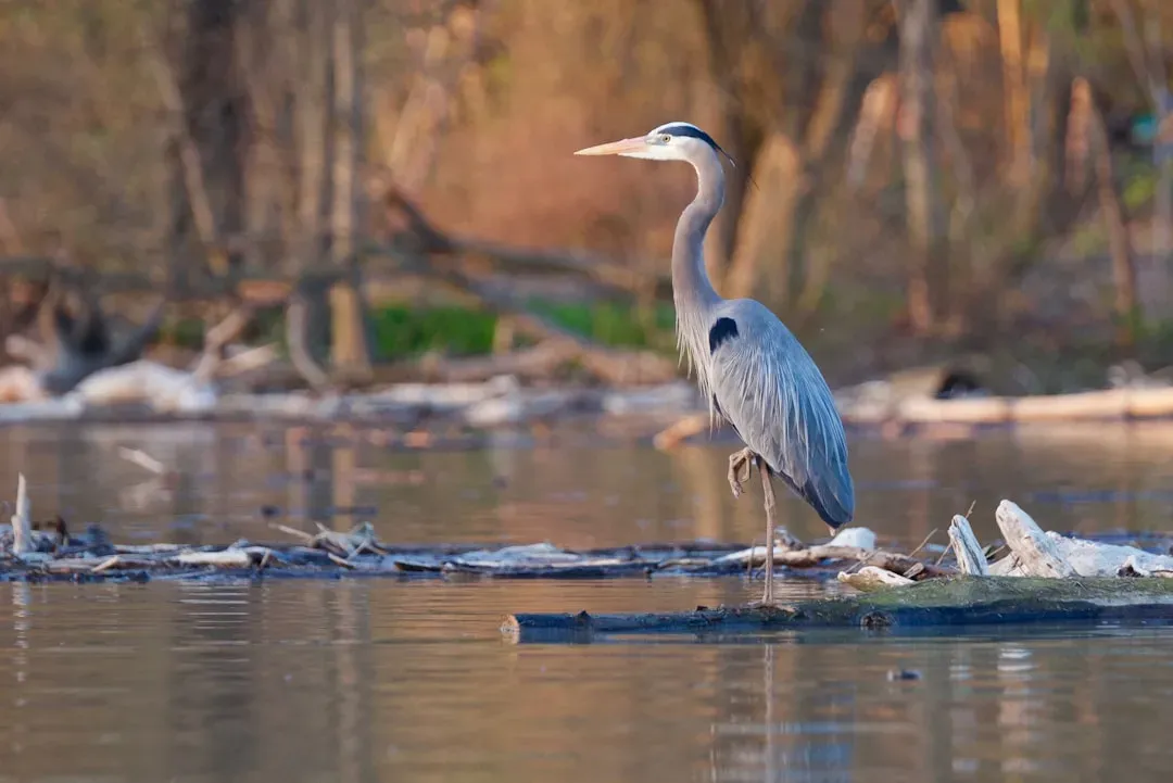 Leo (July 23 – August 22): The Great Blue Heron (Image Credits: Unsplash)