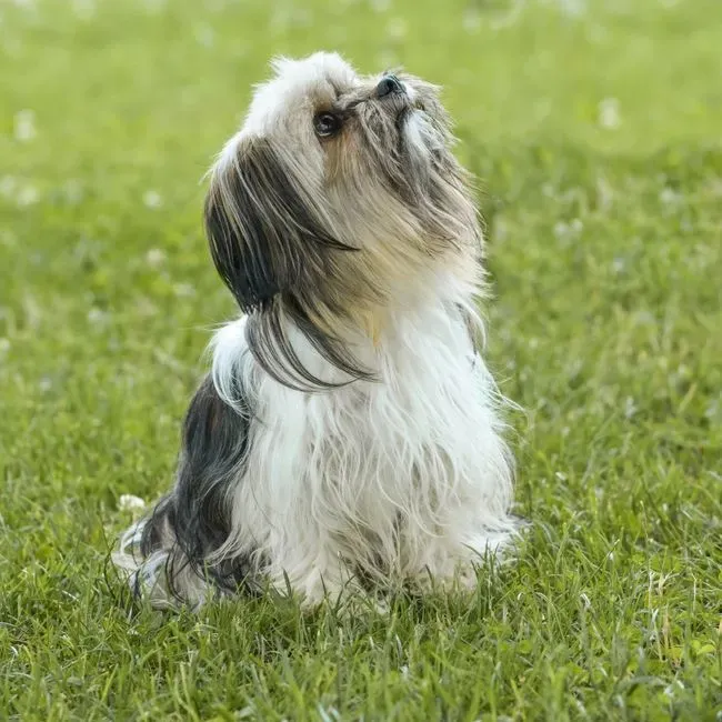 #6 – Lhasa Apso (Image Credits: Pexels)