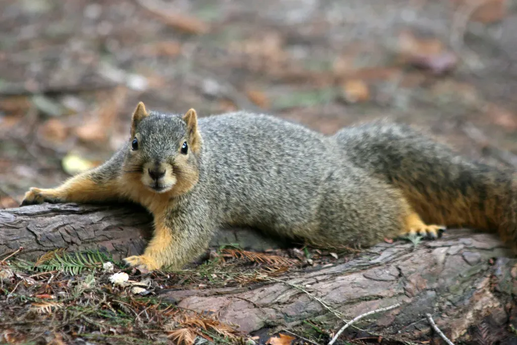 Squirrels Are Accidental Forest Gardeners (quinn.anya, Flickr, CC BY-SA 2.0)