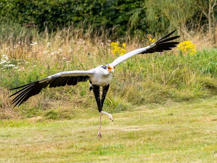 Its Kick Could End You - Literally (Image Credits: Pexels)
