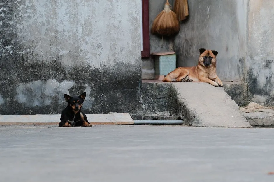 #10 - Mobility Aids Aren't Spoiling Your Dog; They're Extending Life (Image Credits: Pexels)
