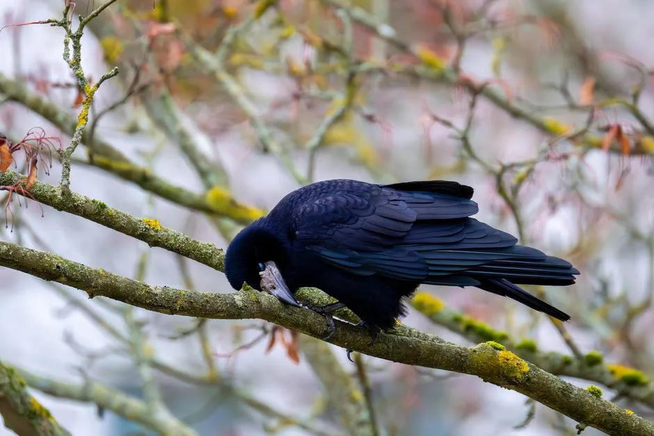 Ravens in Modern Irish Imagination and Pop Culture (Image Credits: Pexels)