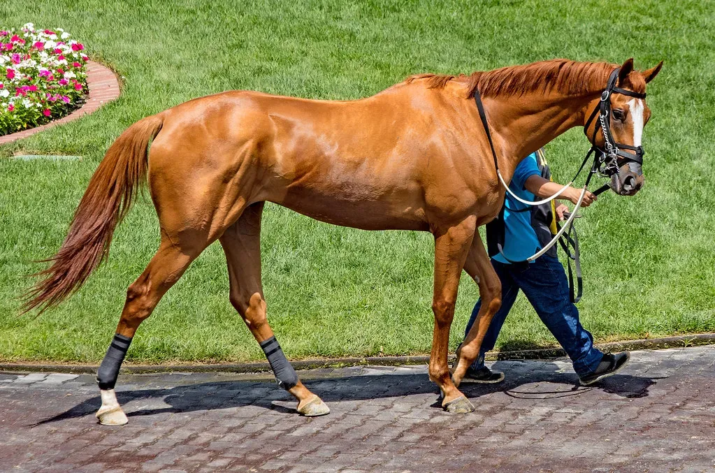 #14 – Thoroughbred (Rennett Stowe, Flickr, CC BY 2.0)