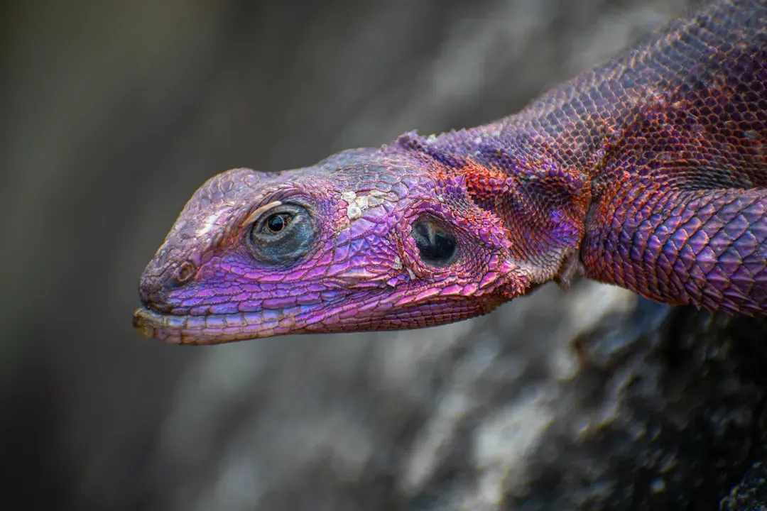 Beyond Chameleons: Other Reptiles With Surprising Color-Shifting Abilities (Image Credits: Unsplash)
