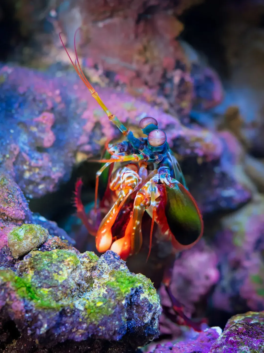 The Vision Paradox: More Receptors, Fewer Color Distinctions (Image Credits: Unsplash)