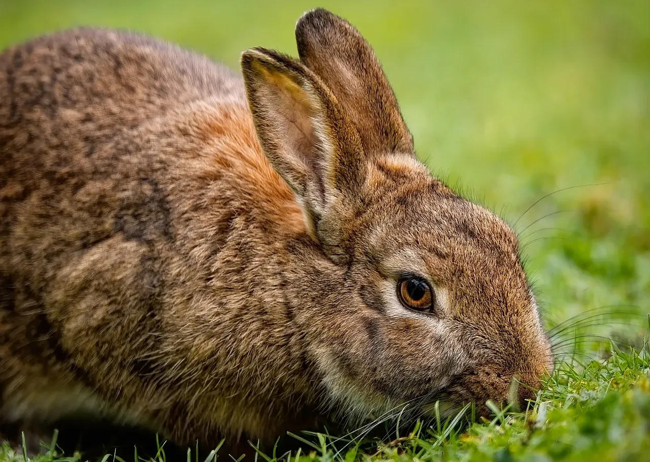 5. Rabbits (Image Credits: Pixabay)