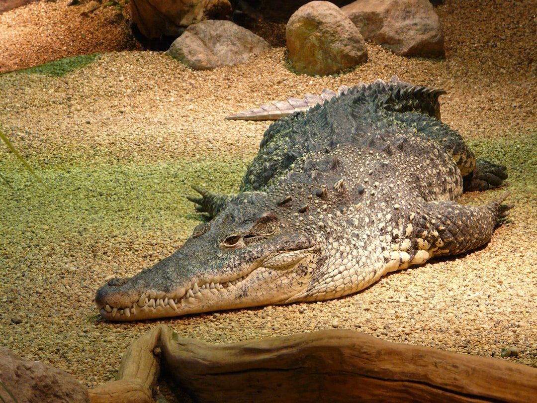 Sobek, the Crocodile God of Ancient Egypt (Image Credits: Unsplash)