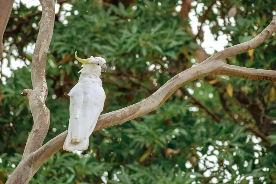 Yellow-crested Cockatoo Thrives in Hong Kong (Image Credits: Unsplash)
