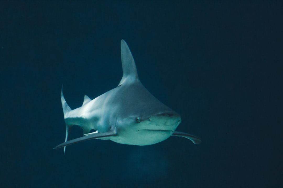 Silence Keeps You Safe and Helps Conservation (Image Credits: Unsplash)