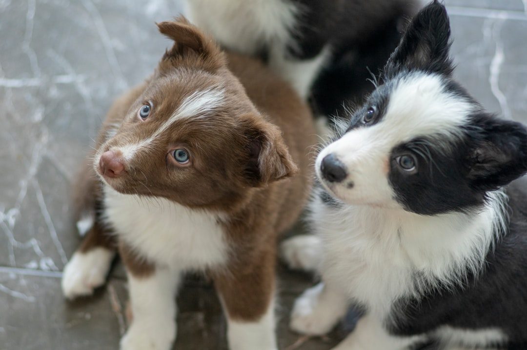 The Magic Window: Early Puppy Development (Birth to 16 Weeks) (Image Credits: Unsplash)