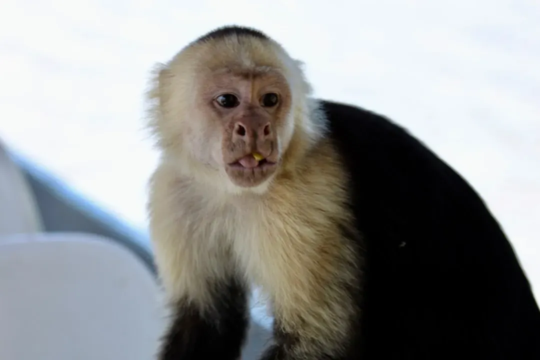6. Capuchin Monkeys: Tiny Bodies, Big Brains (Image Credits: Unsplash)