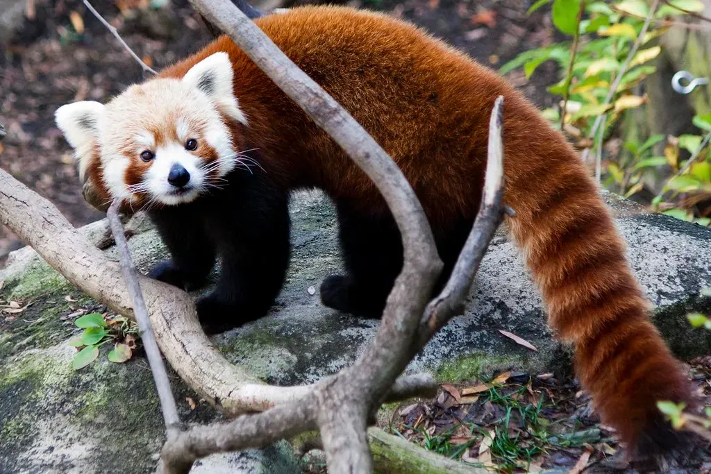 Pisces: The Red Panda (Image Credits: Flickr)