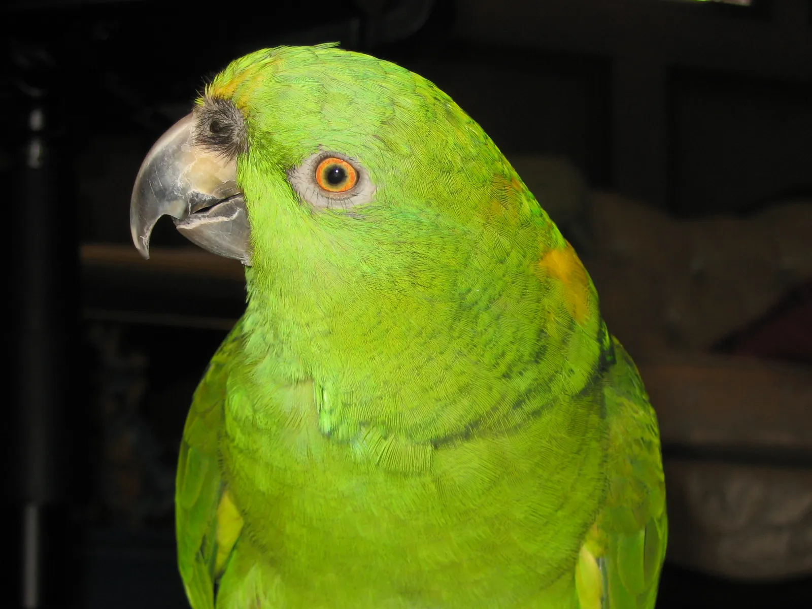 #9 - Yellow-Naped Amazons: The Bird That Waits at the Door (Transferred from en.wikipedia to Commons by User:Quadell using CommonsHelper., CC BY 3.0)