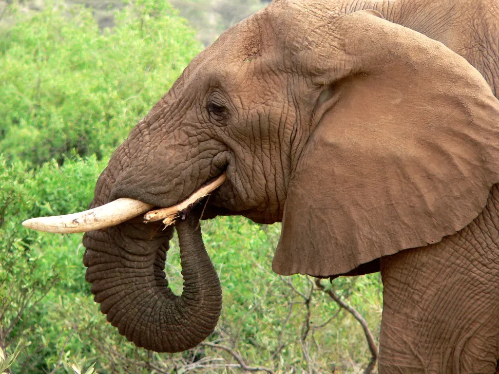Elephants Boast the Largest Brains Among Land Animals (Image Credits: Flickr)
