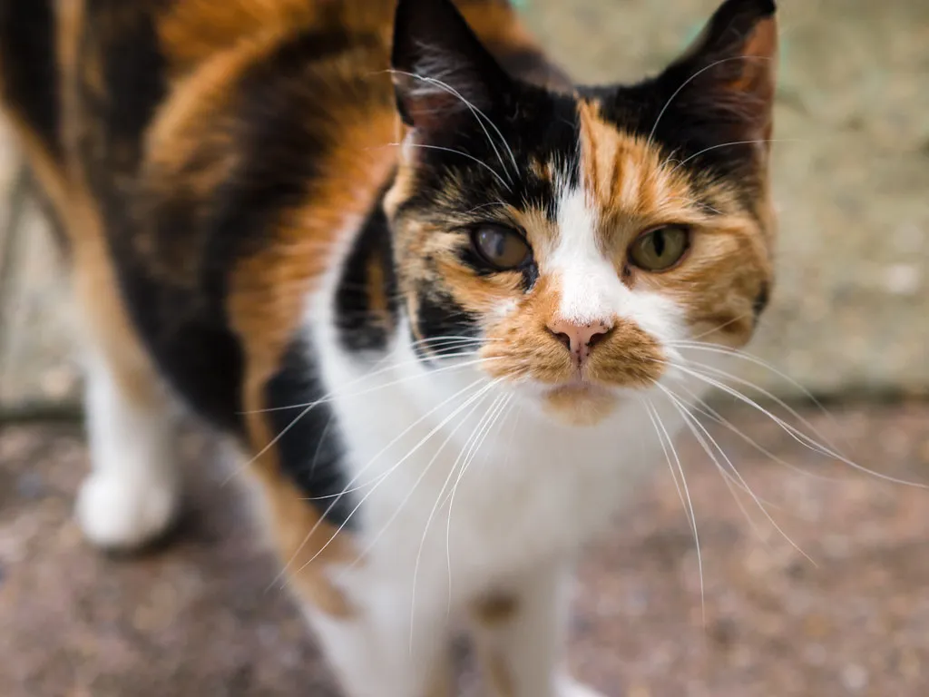 #8 - Torties and Torbies: Victims of the "Tortitude" Myth (James E. Petts, Flickr, CC BY-SA 2.0)