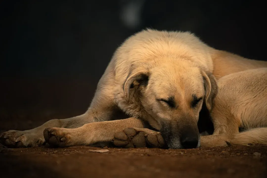 7. Revels in Simple Sunbeams (Image Credits: Unsplash)