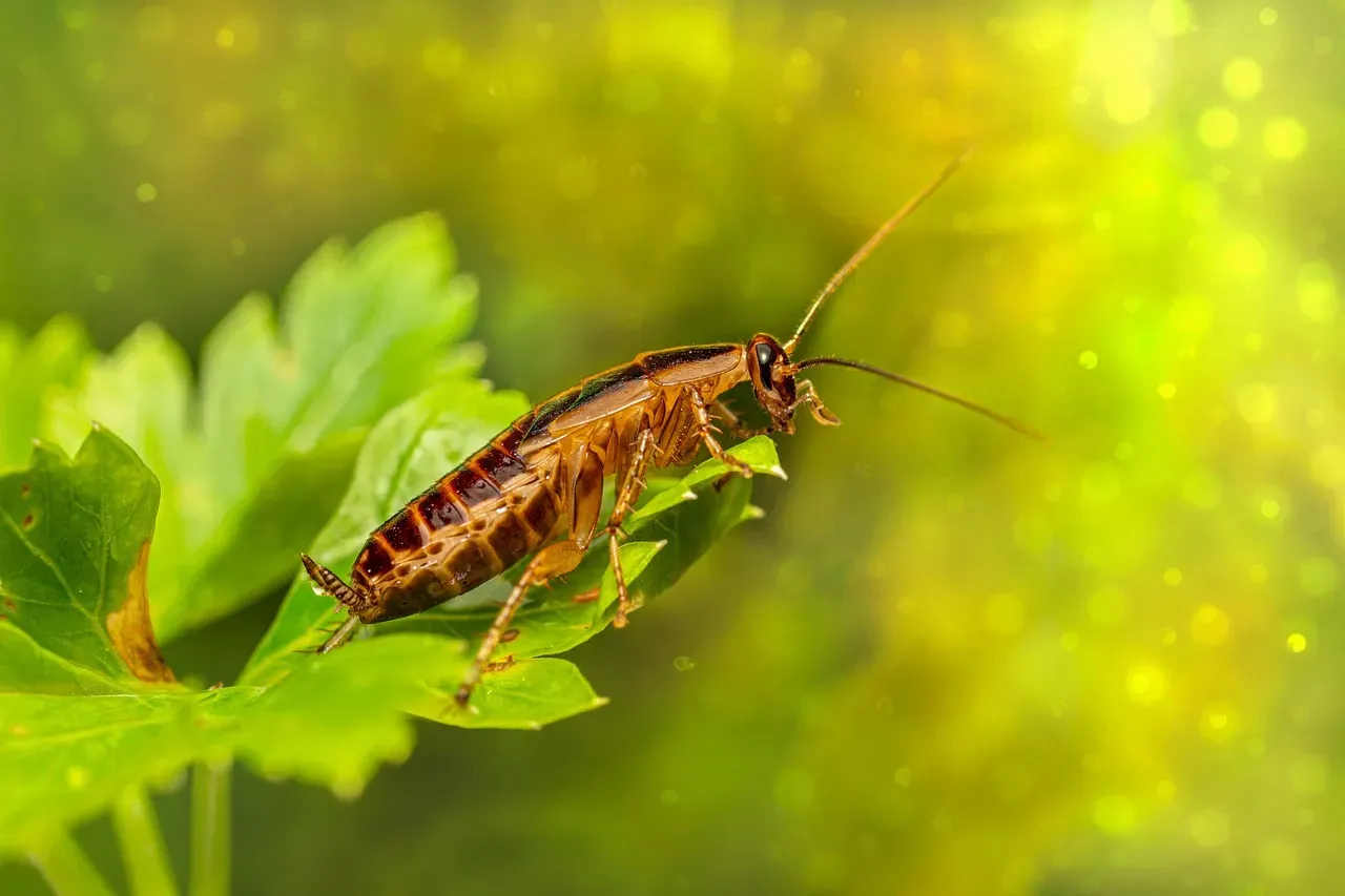 The Bottom Line on Keeping Cockroaches Out for Good (Image Credits: Pixabay)