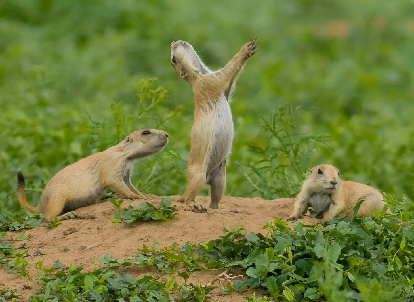 Their Jump-Yip Is a Collective Wave of Communication (Image Credits: Wikimedia)