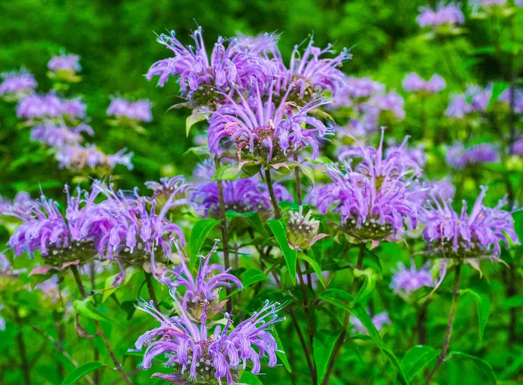 Wild Bergamot (Monarda fistulosa) (wackybadger, Flickr, CC BY-SA 2.0)