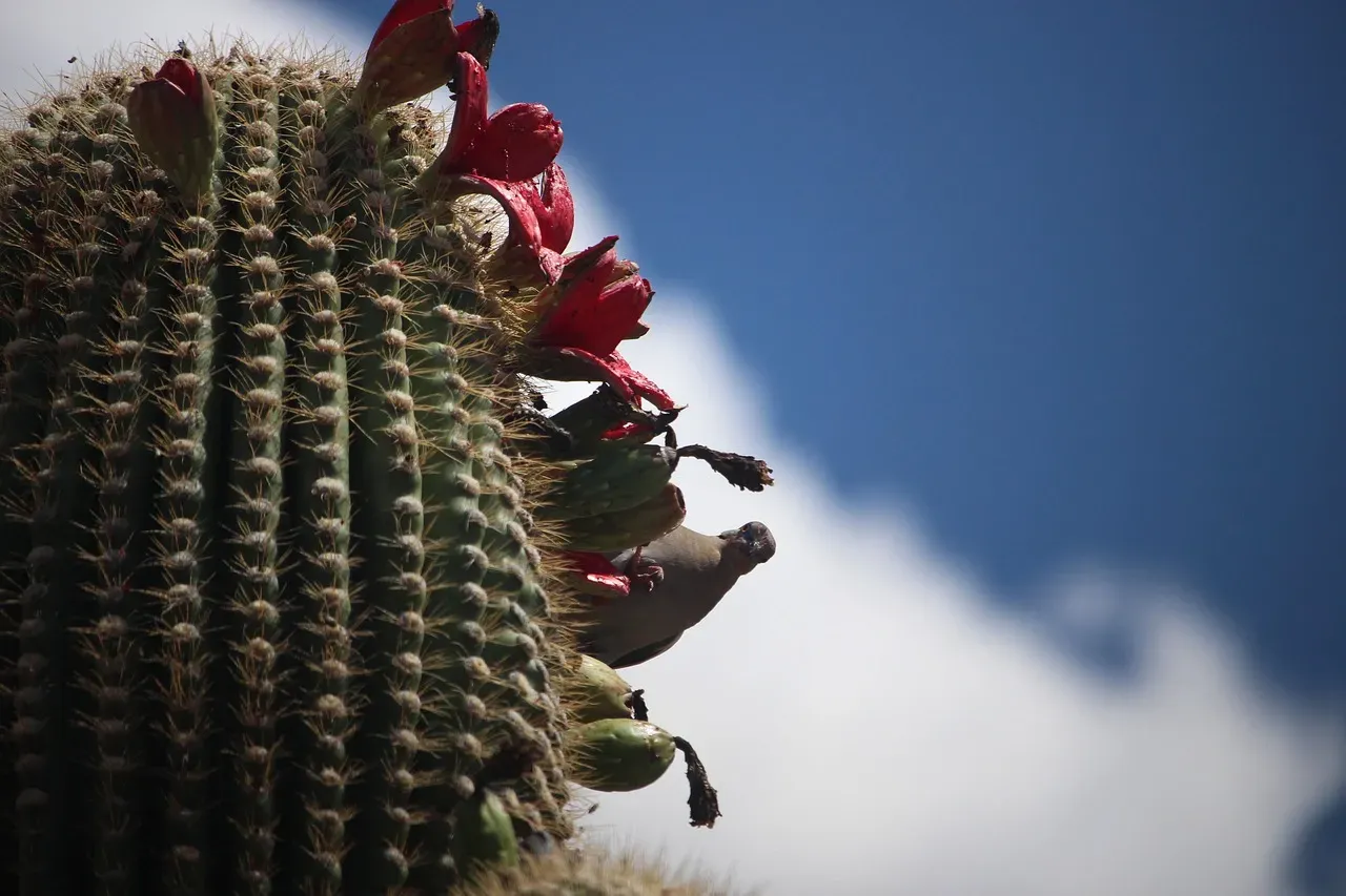 Arizona Saguaro Cactus Blossom: Desert Majesty and Endurance (Image Credits: Pixabay)