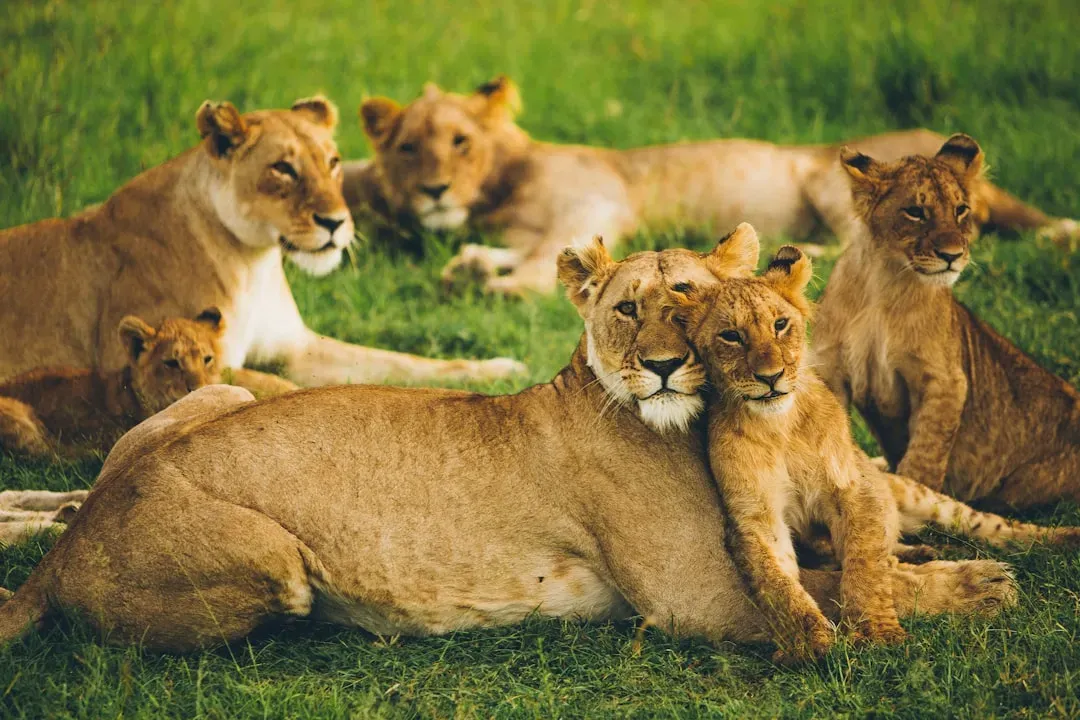 Lions: Pride in the Family (Image Credits: Unsplash)