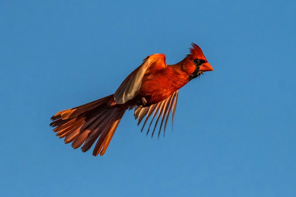 The Cardinal: Radiant Messenger of Love and Ancestral Memory (DonMiller_ToGo, Flickr, CC BY 2.0)