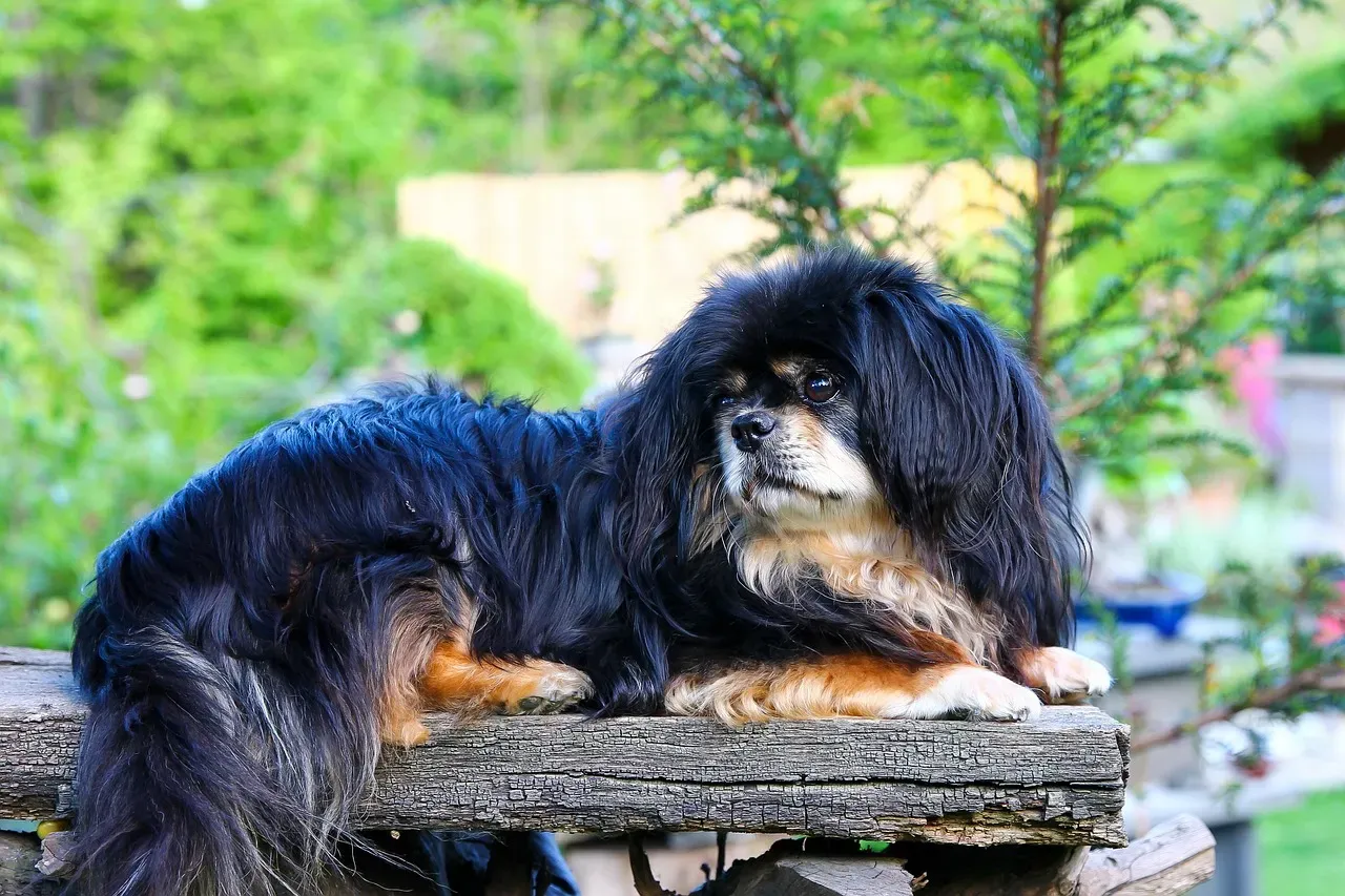 #5. Tibetan Spaniel (Image Credits: Pixabay)