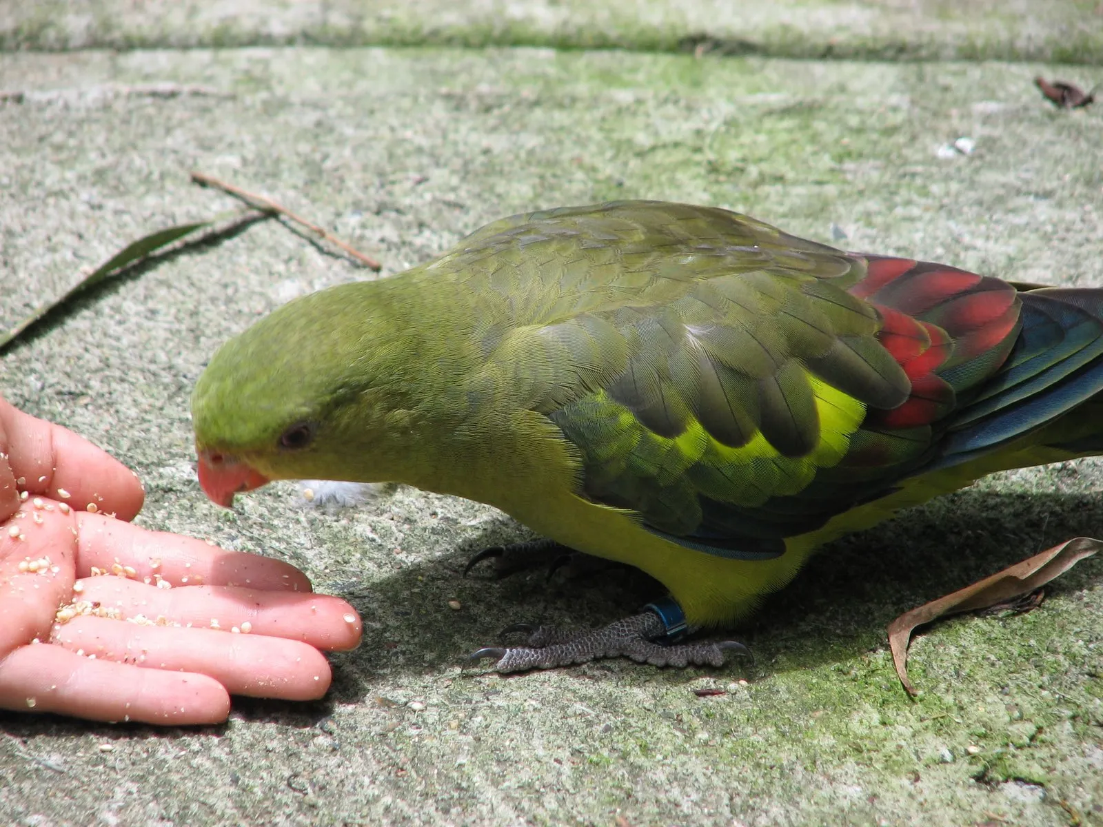 #1 - They'll Take Food from Your Hand or Right Beside It (Web Albums, CC BY-SA 3.0)