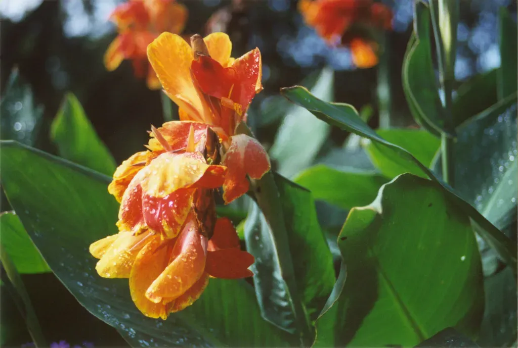 #14 &ndash; Canna Lilies Bring Tropical Drama and Unexpected Nectar Depth (Random McRandomhead, Flickr, CC BY 2.0)