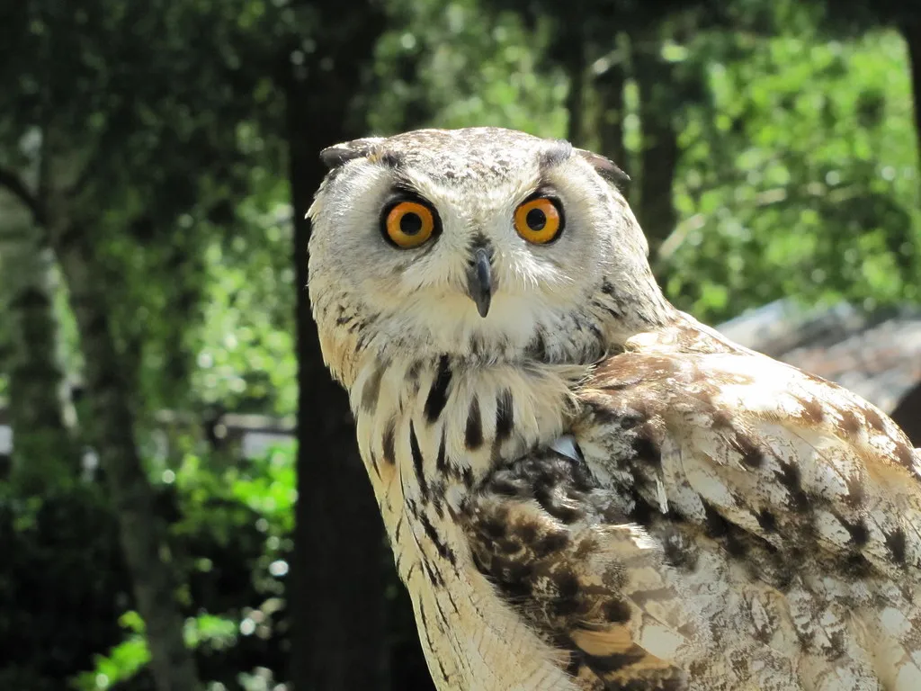 Scorpio: The Eurasian Eagle-Owl's Intense Focus (Mostly Dans, Flickr, CC BY 2.0)