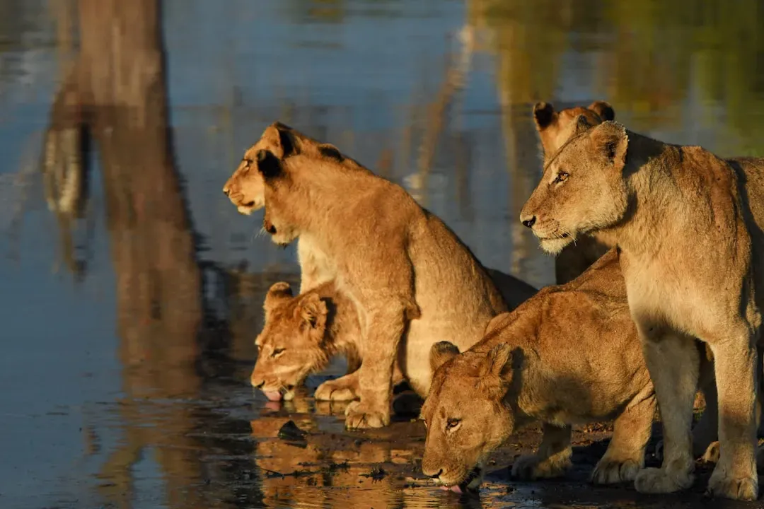 9. Lions: Sisterhood and Solidarity (Image Credits: Unsplash)