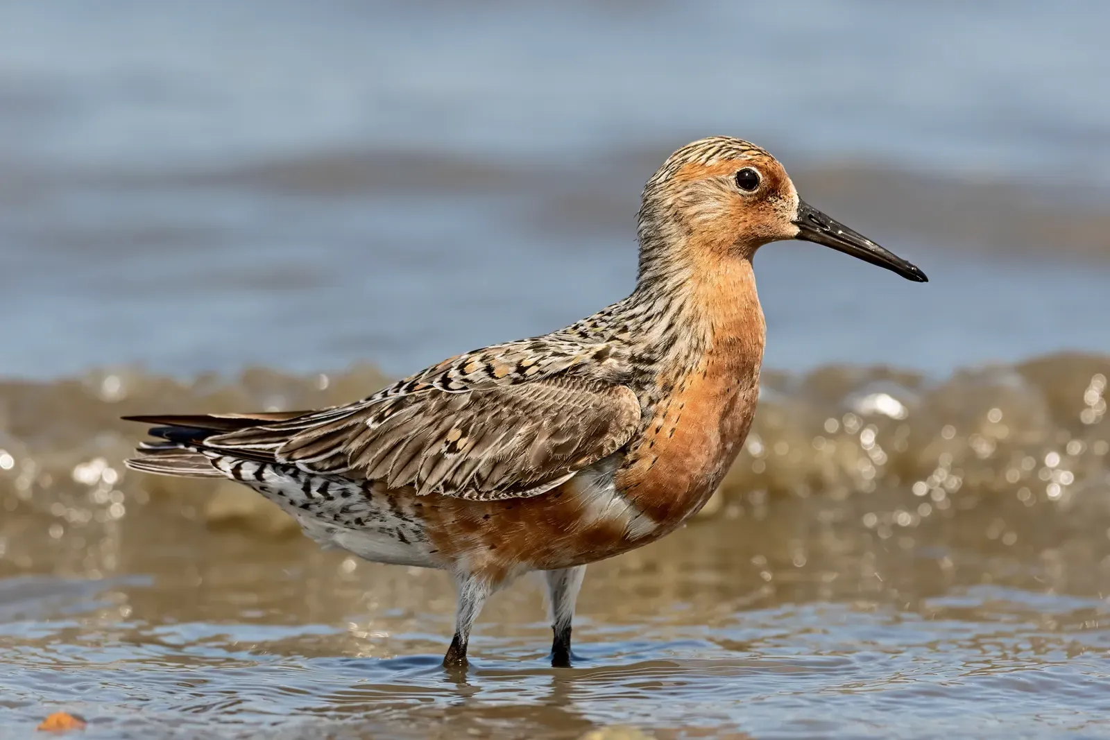 The Red Knot: Teetering on the Brink (Image Credits: Wikimedia)