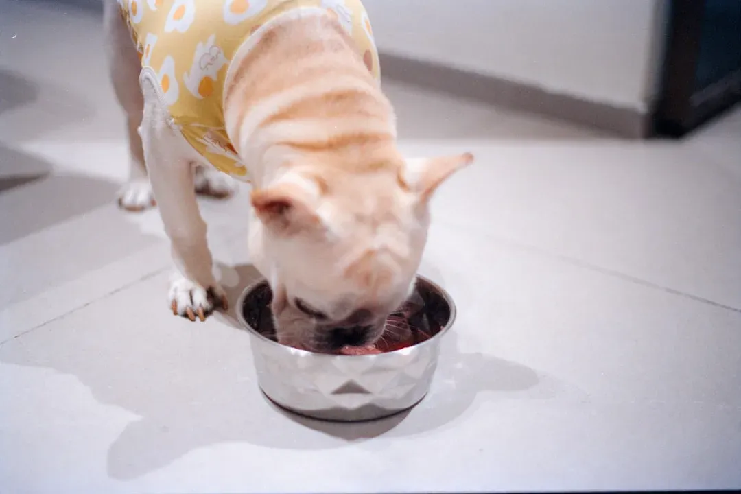 1. Feed Them Right for Every Stage of Life (Image Credits: Unsplash)