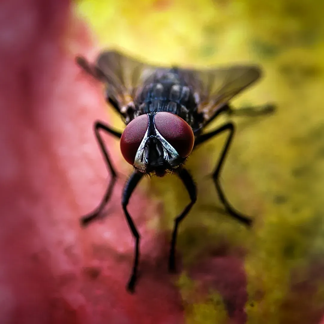 Insects Taste With Their Feet Better Than We Taste With Our Tongues (Image Credits: Unsplash)